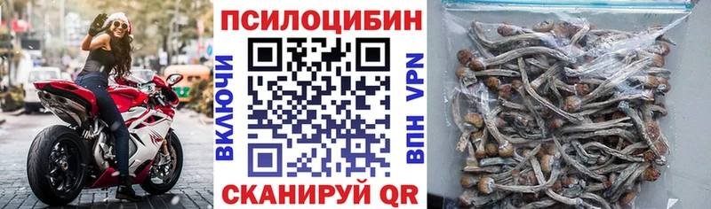 Купить закладки  Губкинский  Псилоцибиновые грибы Psilocybe 